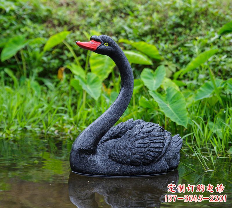 太原黑天鹅婉约鱼尾,完美呈现园林水塘水景